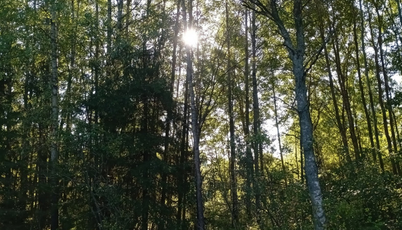 лес