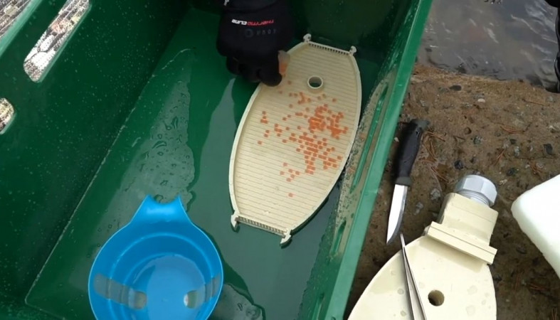 инкубатор_икра