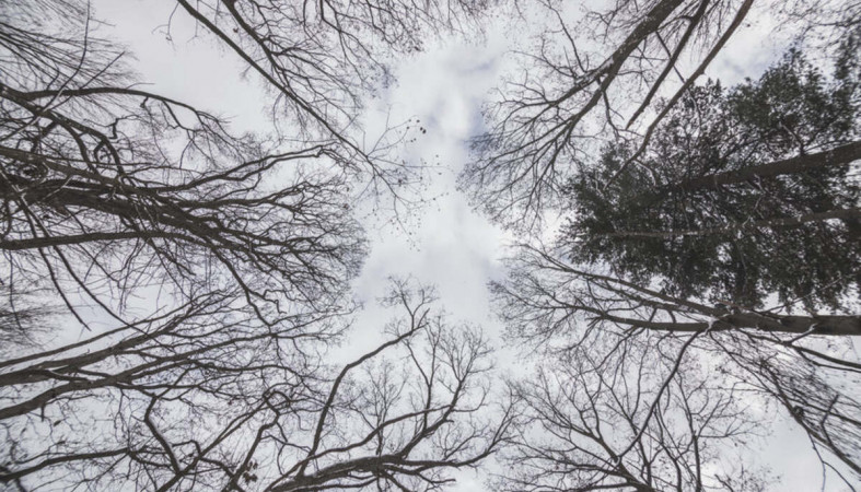 Небо_деревья_ветер_зима