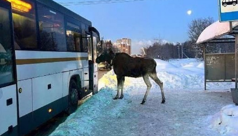 Лось и автобус