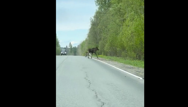 лось на дороге