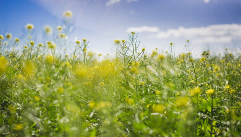 трава трава