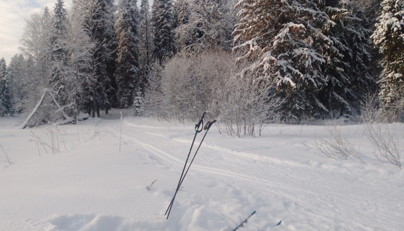 лыжи на фоне леса