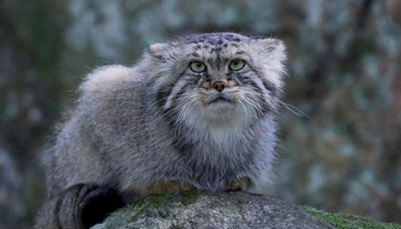 Манул сидит Манул сидит