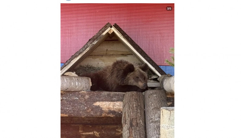 медвежонок