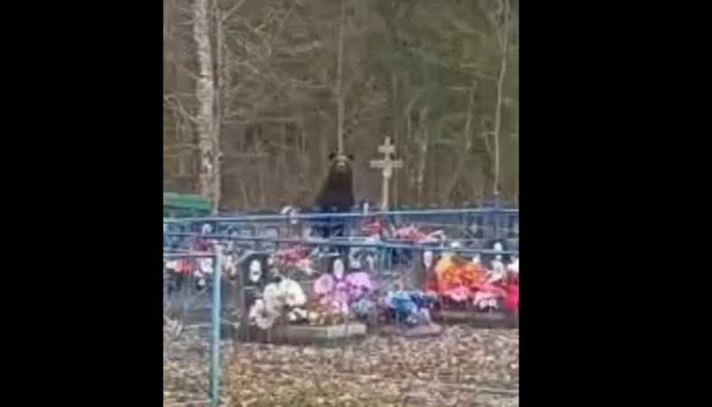 медведь на кладбище