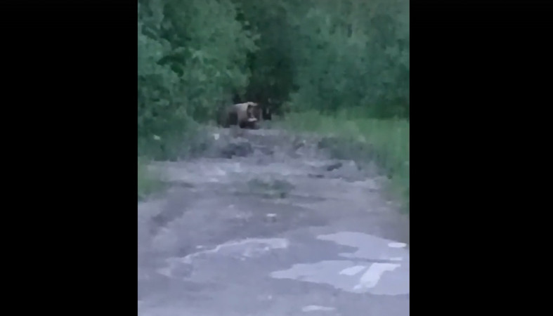 медведица
