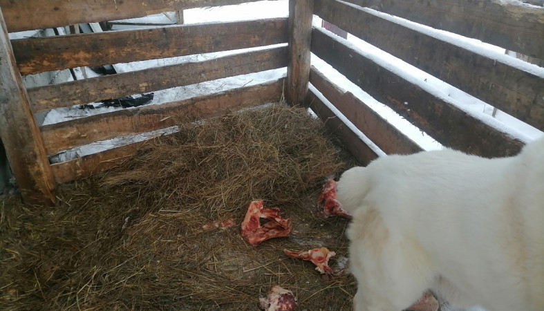 Мишка и кости Мишка и кости