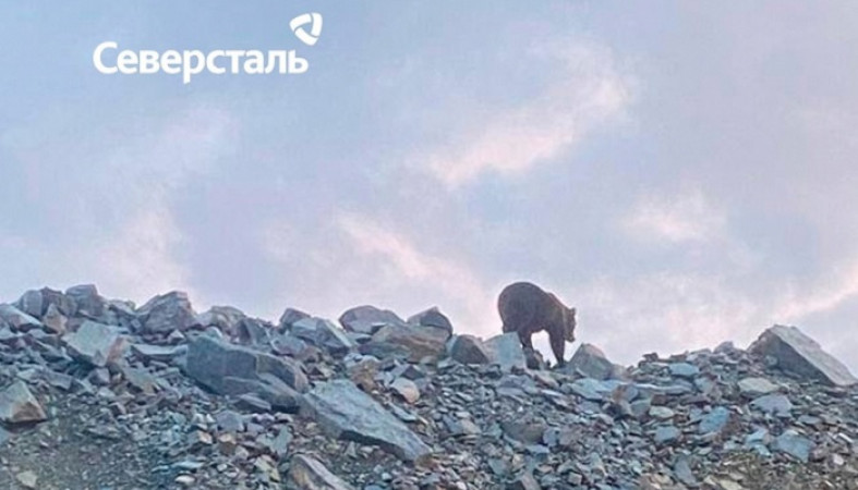 Медведей заметили на крупном карельском предприятии