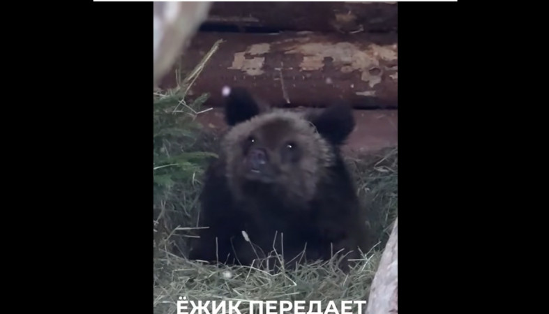 медвежонок