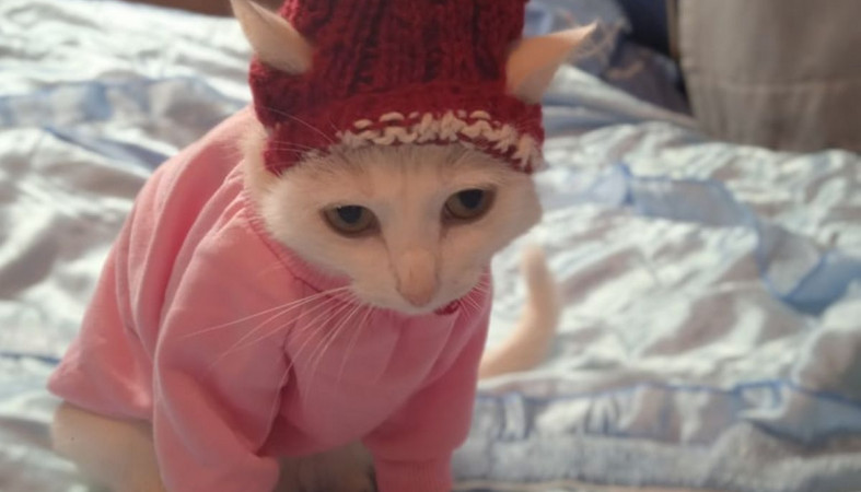 Кошка мерзнет в квартире
