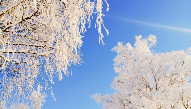 деревья в инее