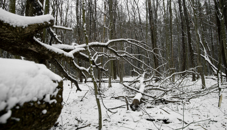 валежник_зима_лес_рубка