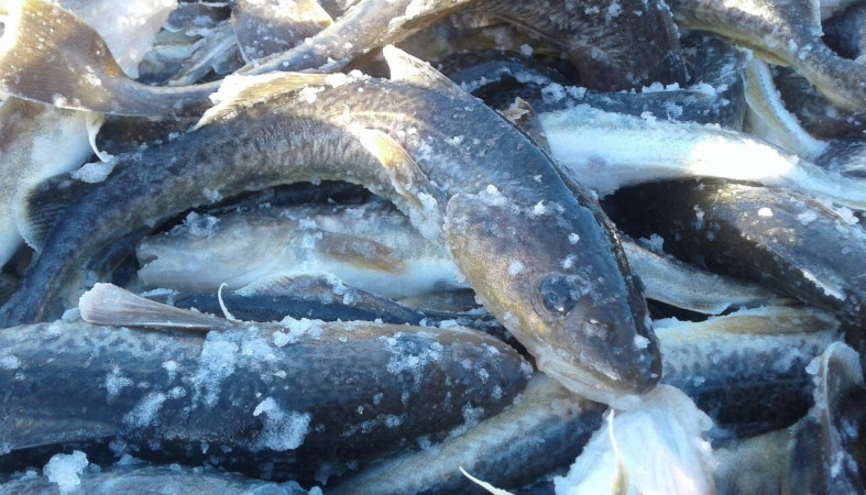 Выловленная навага Выловленная навага