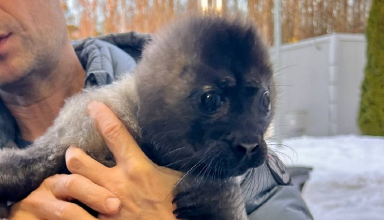 Спасенная нерпа Спасенная нерпа