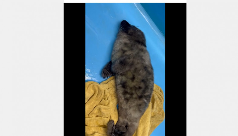 детеныш нерпы