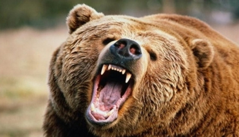 Сбежавшая цирковая медведица напала на двоих прохожих под Саратовом