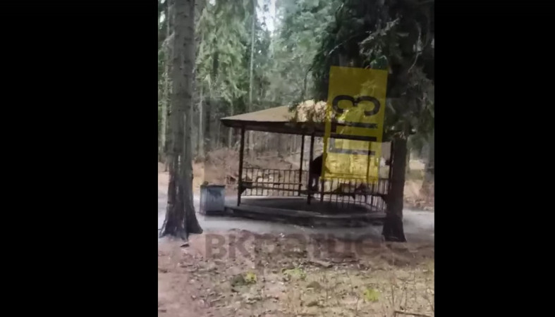 парк_извращенец