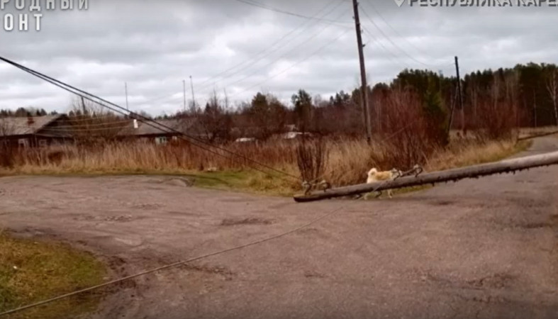 упавший столб