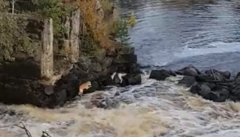 «Мужики молодцы!»: в Карелии спасли собаку, упавшую в водопад