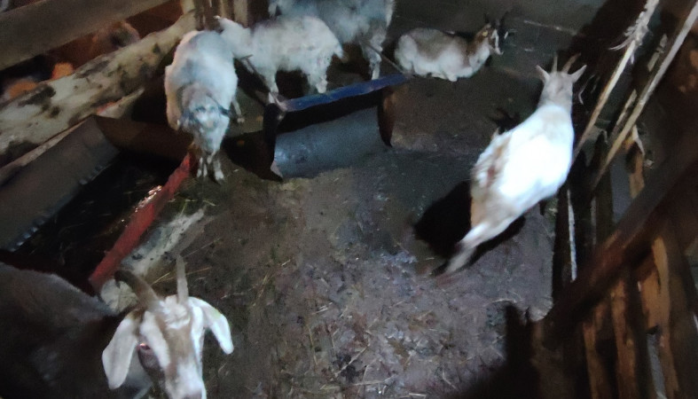 Страшная ферма Заозерье