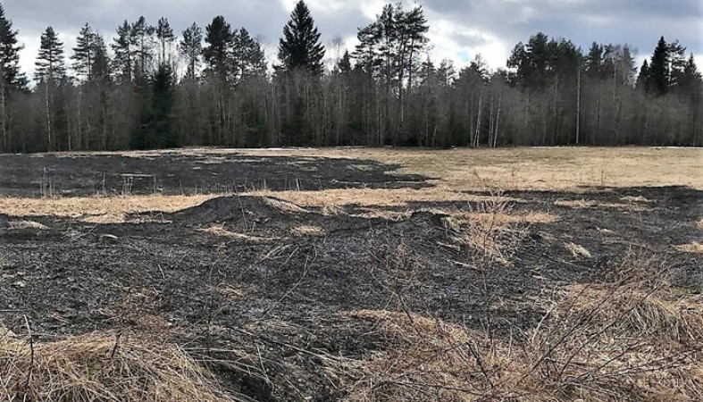 Сухая трава вспыхнула в районе Карелии