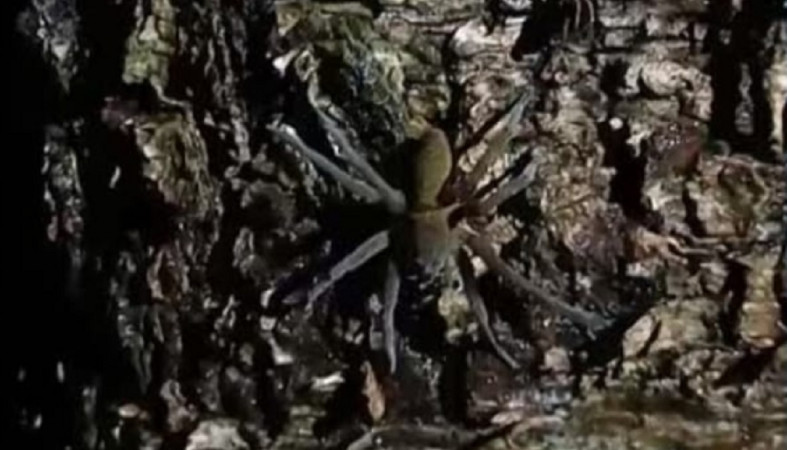 паукна коре дерева