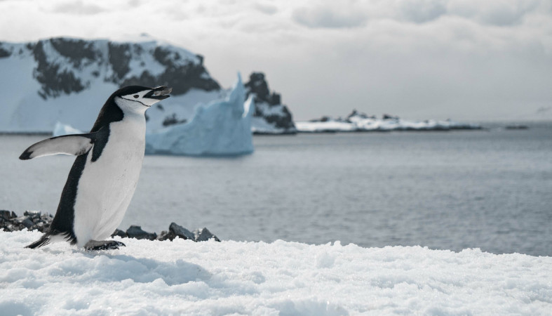 пингвин_Арктика_Антарктида