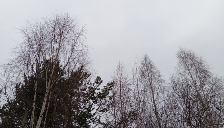 верхушки деревьев верхушки деревьев