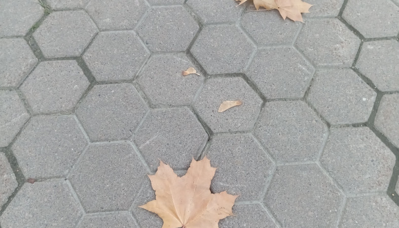 листья падают