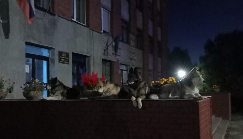 бездомные собаки у администрации