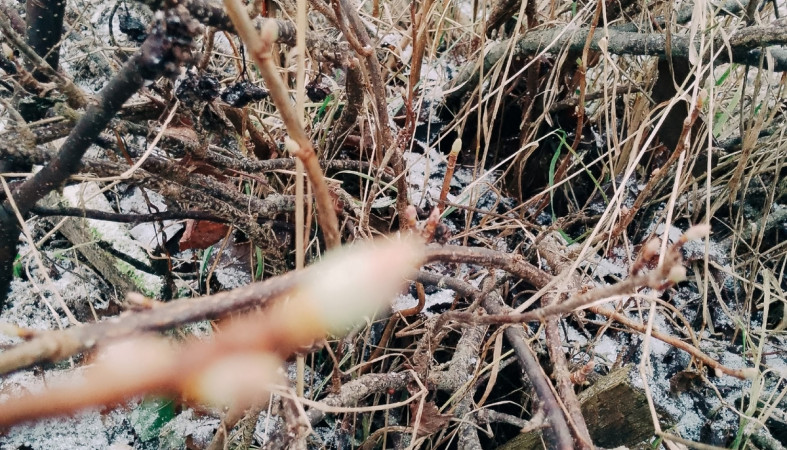 почки лопнули зимой