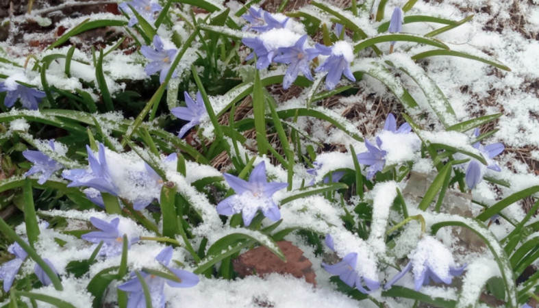 весна_цветы_снег