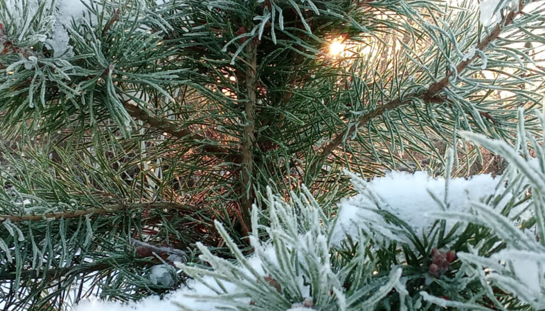 Зима погода Карелия