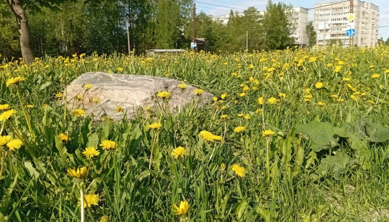одуванчики