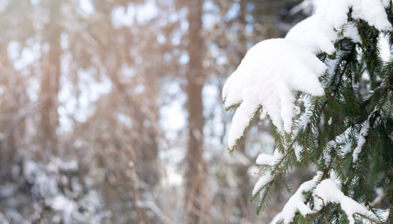 елка в снегу