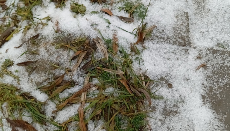 трава и снег