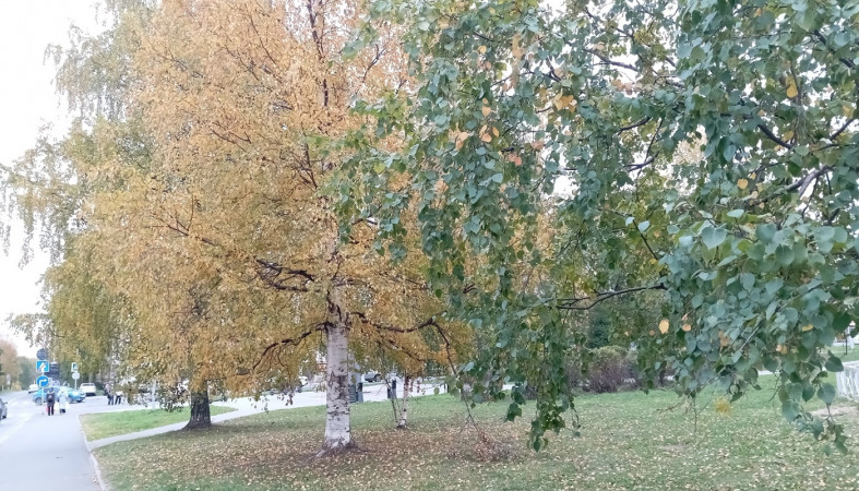 березы