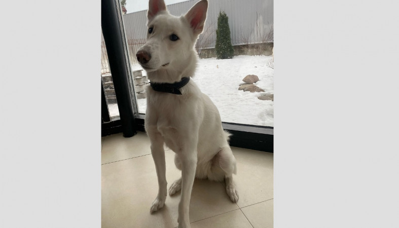 пропавшая собака пропавшая собака