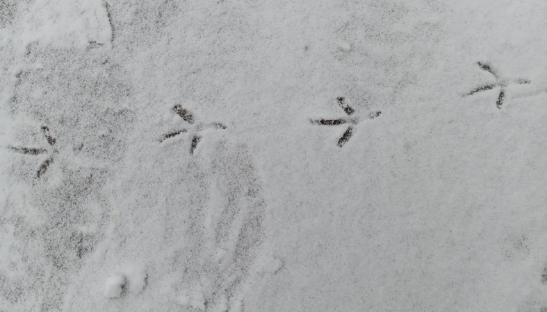 следы птицы