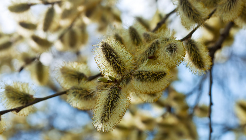 весна_верба_ветка