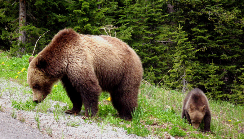 Жители Медвежьегорского района боятся медведицы с медвежонком