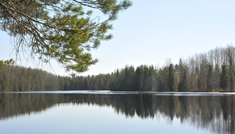 весна_озеро_осень_сосна