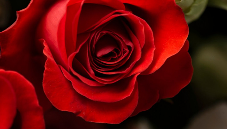 красная роза