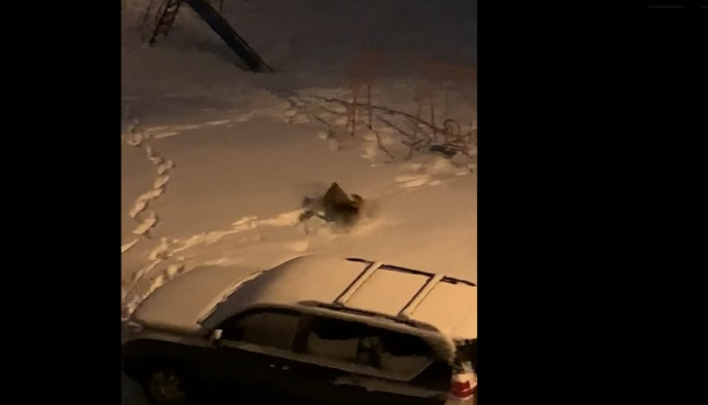 Волк задрал кошку во дворе жилого дома в Ленобласти