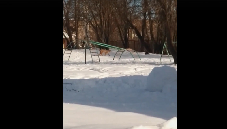 дикий зверь