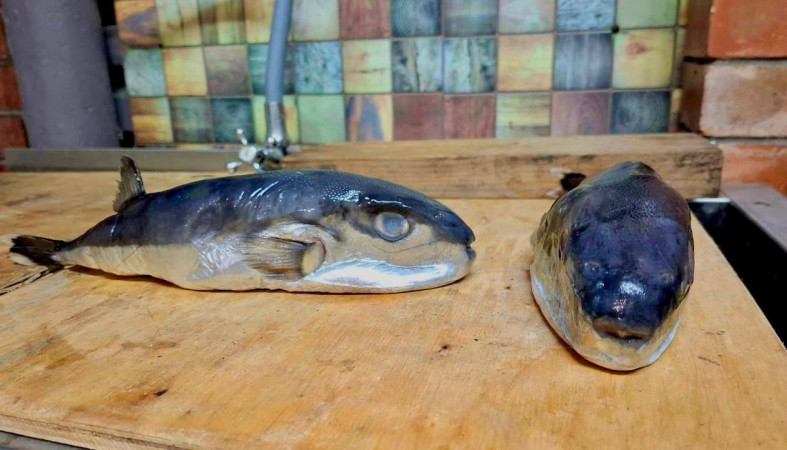 Ядовитая рыба Ядовитая рыба