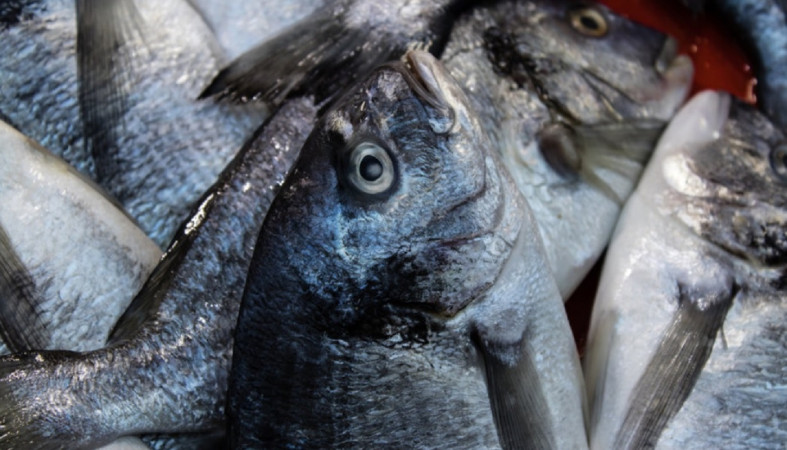 Выловленная рыба