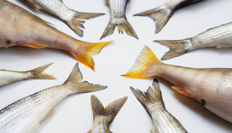 рыба хвосты