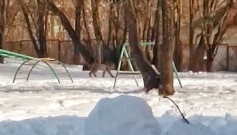 Рысь на школьной спортплощадке в Питкяранте